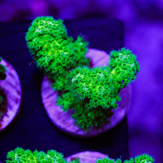 PolypPalooza Vivid Toxic Pocillopora #4