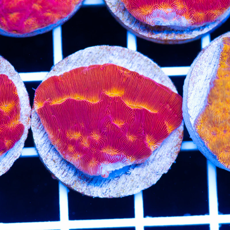 PolypPalooza CC Rising Sun Lepto #6