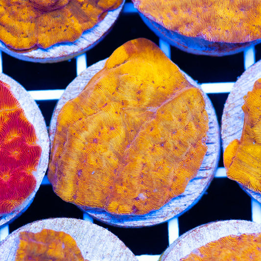 PolypPalooza CC Tangerine Lepto #2