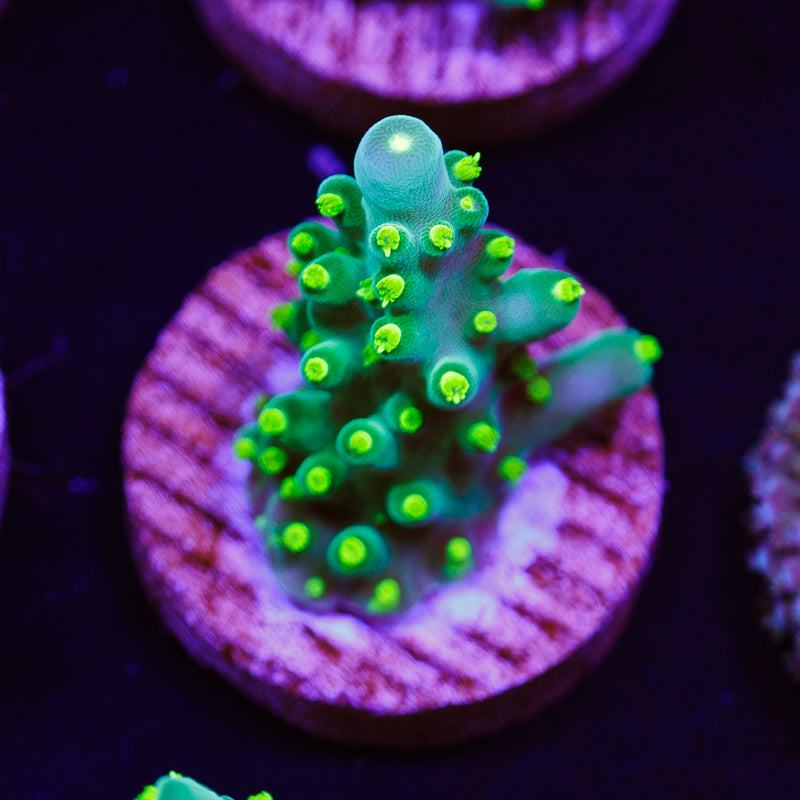 PolypPalooza WWC Bikini Navini #1