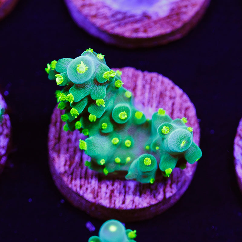 PolypPalooza WWC Bikini Navini #2