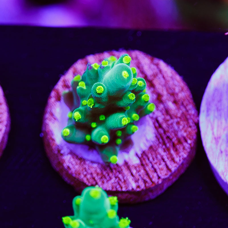 PolypPalooza WWC Bikini Navini #4