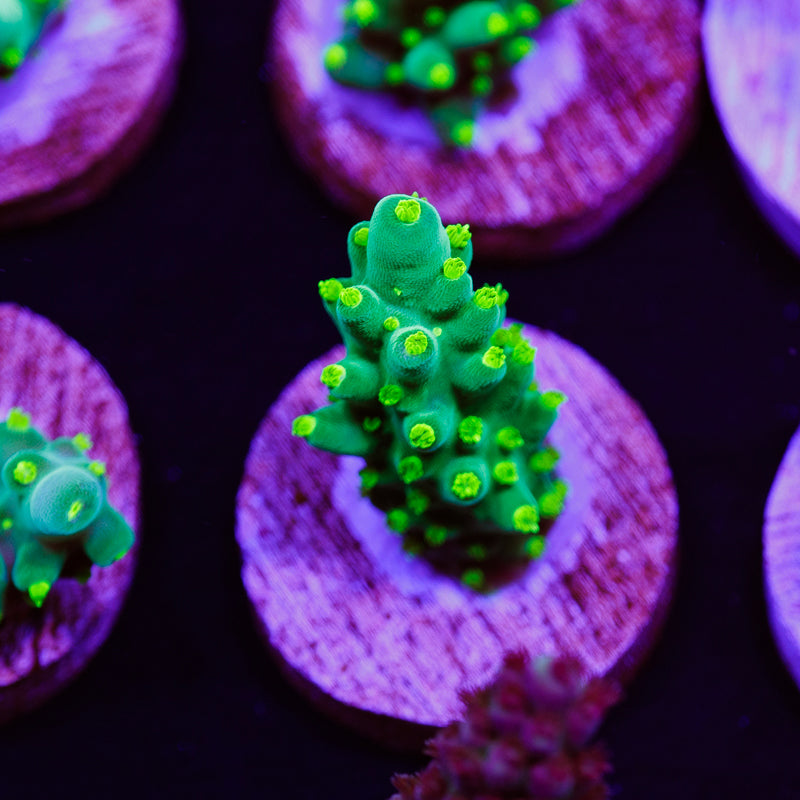 PolypPalooza WWC Bikini Navini #5