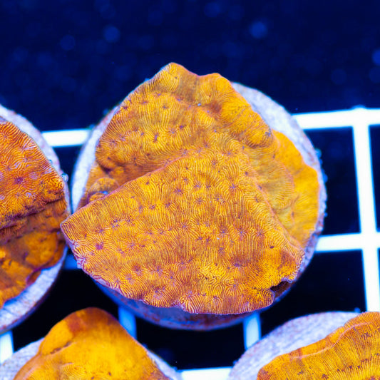 PolypPalooza CC Tangerine Lepto #4