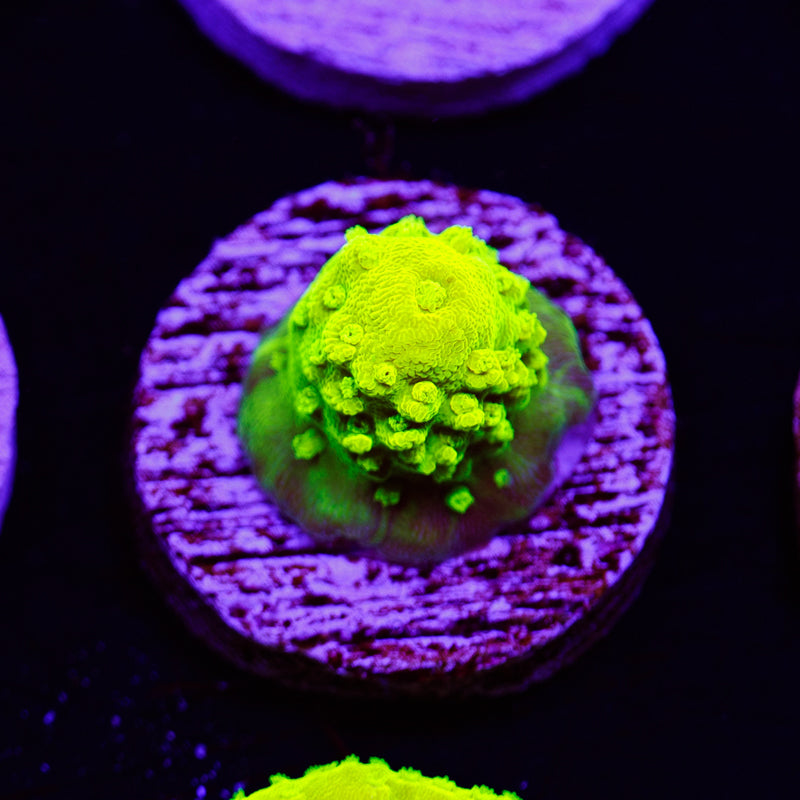 PolypPalooza CC Atomik Humulis #1