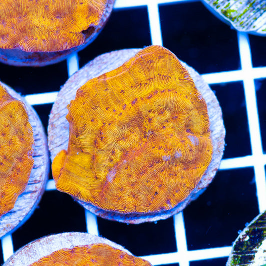 PolypPalooza CC Tangerine Lepto #5