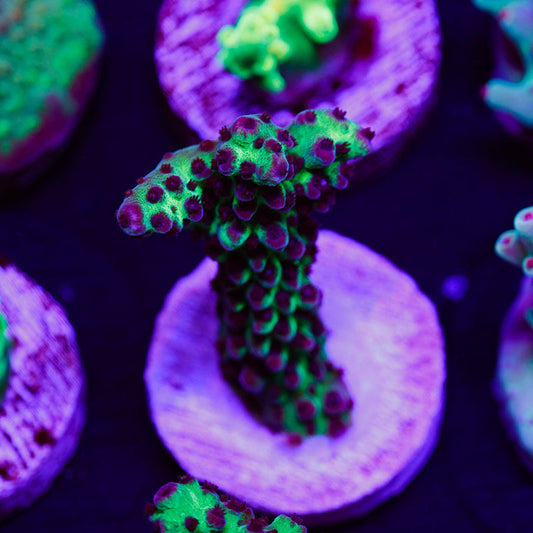 PolypPalooza Purple Tip Nasuta #2