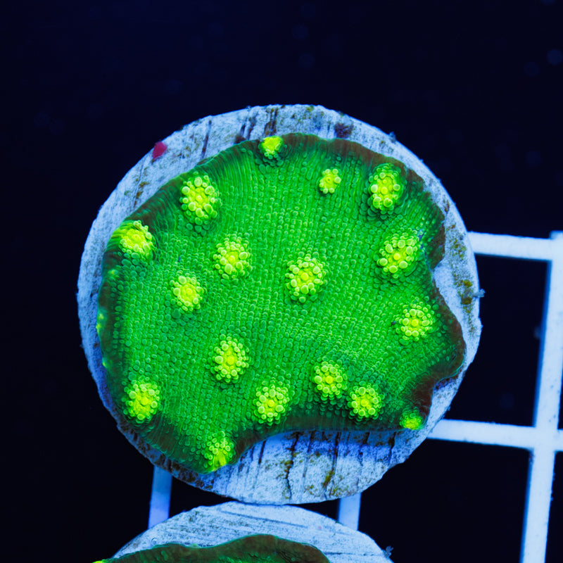 PolypPalooza Hollywood Stunner Chalice #1