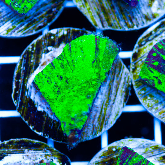 PolypPalooza Grafted Astreopora #2