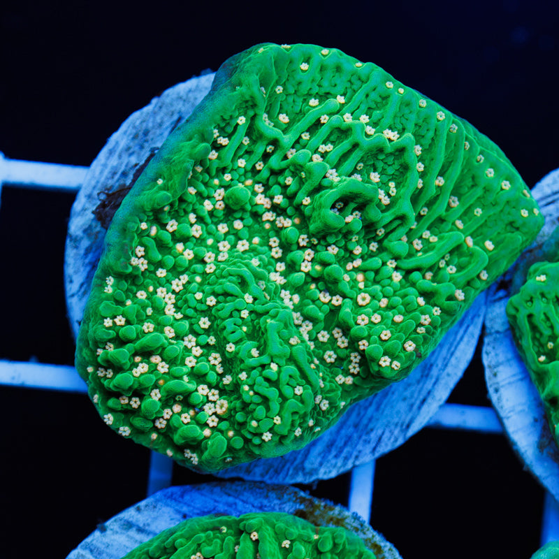 PolypPalooza JF Green Eggs and Ham #1