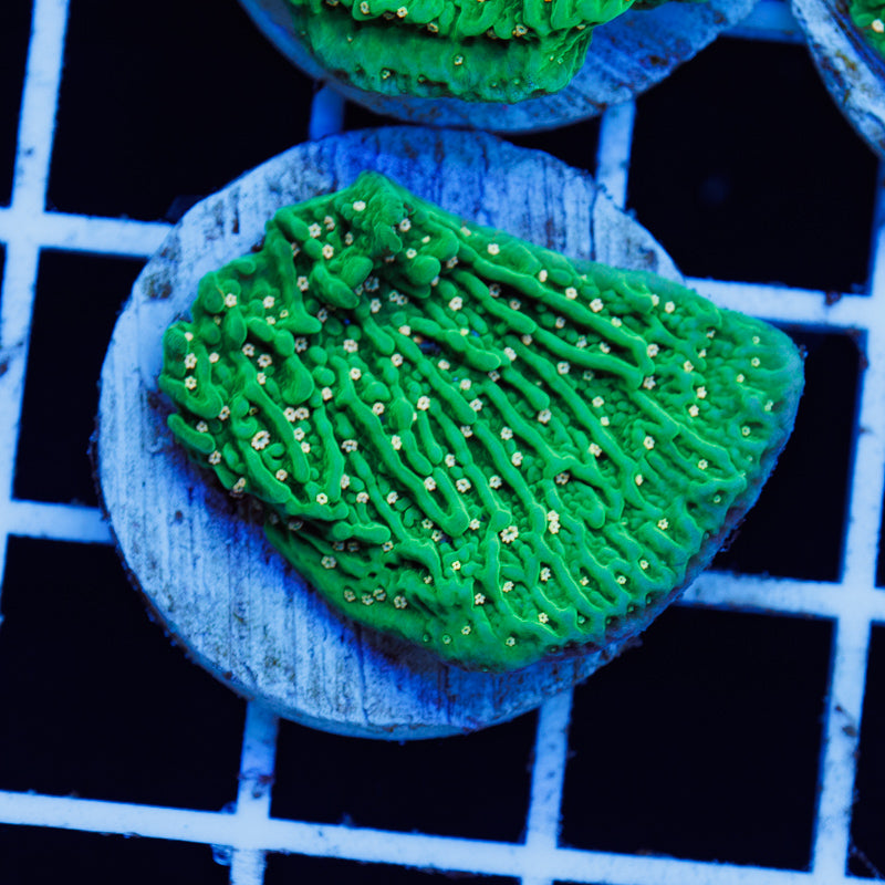 PolypPalooza JF Green Eggs and Ham #3