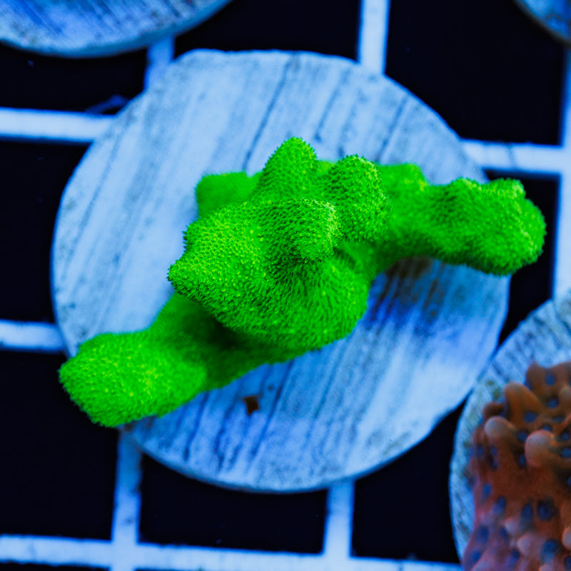 PolypPalooza ORA Kelly Green Branching Psammacora #1