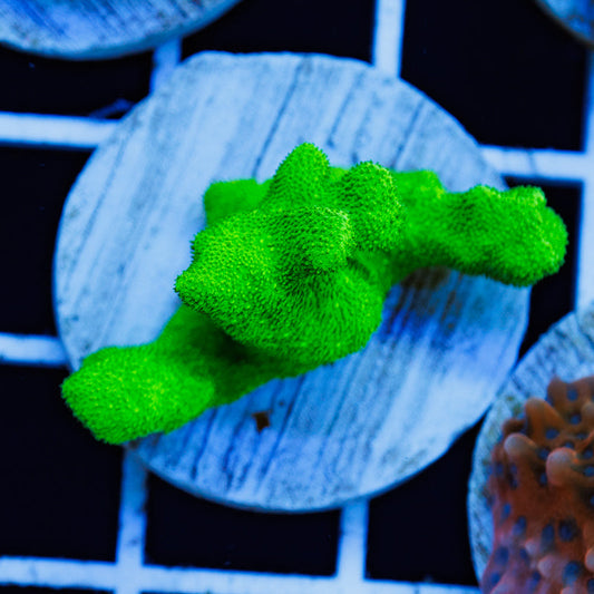 PolypPalooza ORA Kelly Green Branching Psammacora #1