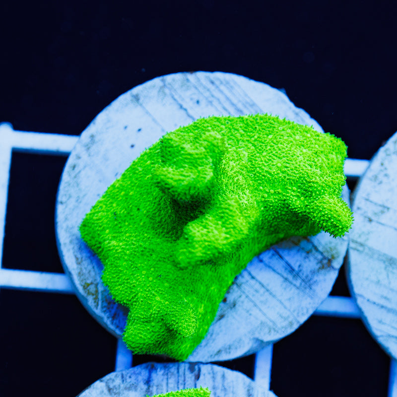 PolypPalooza ORA Kelly Green Branching Psammacora #2