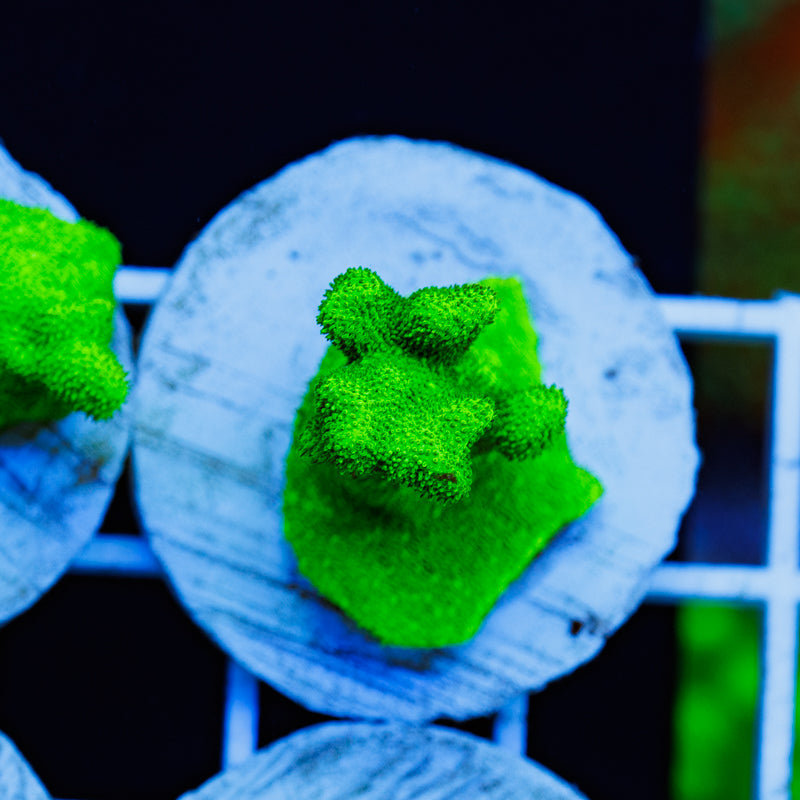 PolypPalooza ORA Kelly Green Branching Psammacora #4