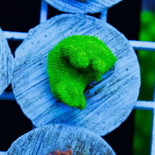 PolypPalooza ORA Kelly Green Branching Psammacora #5