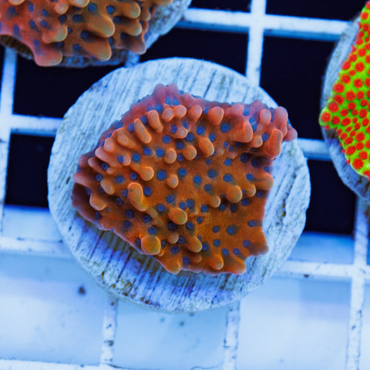 PolypPalooza JF Halo Montipora #3