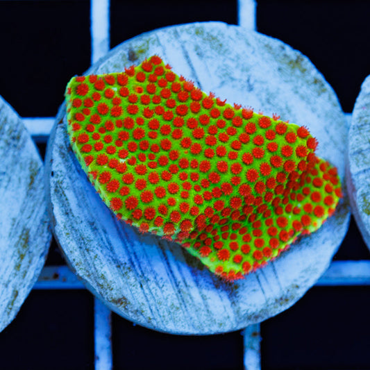 PolypPalooza JF Red Eye Porites #2