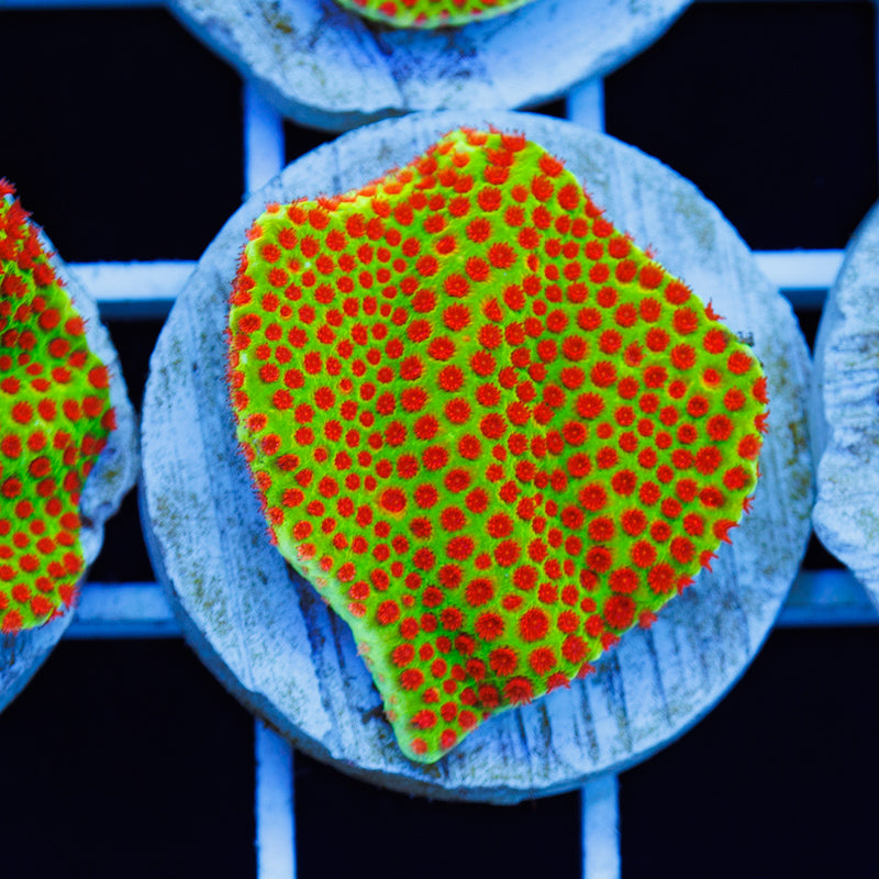 PolypPalooza JF Red Eye Porites #3