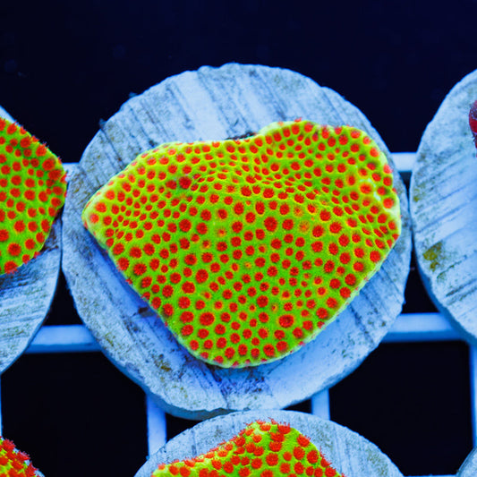 PolypPalooza JF Red Eye Porites #4