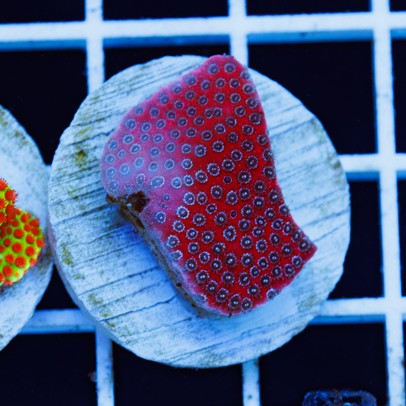 PolypPalooza Tyree Darth Maul Porites #3