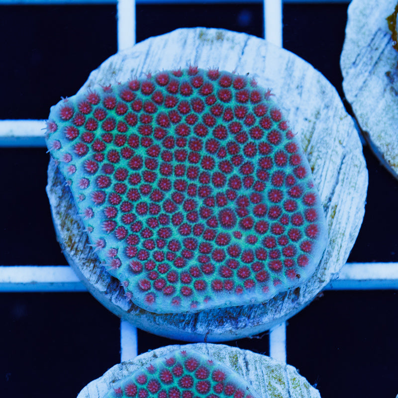 PolypPalooza Tyree Sand Dollar Porites #1