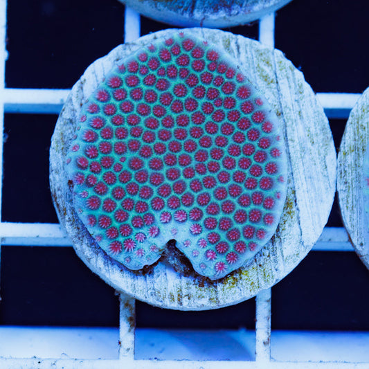 PolypPalooza Tyree Sand Dollar Porites #2