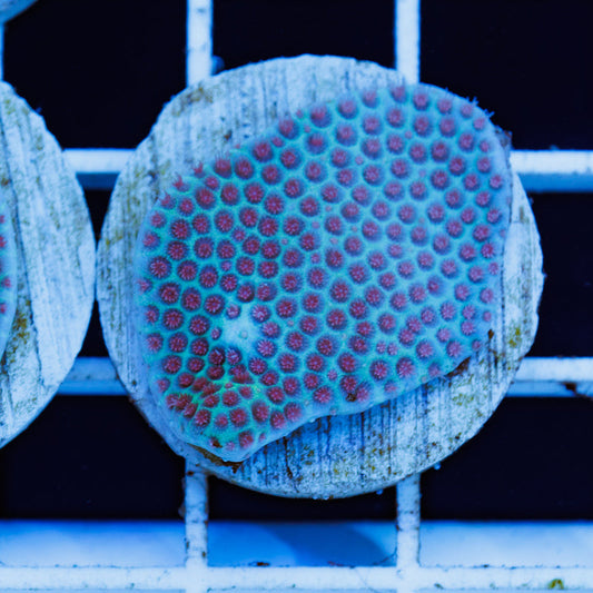 PolypPalooza Tyree Sand Dollar Porites #3