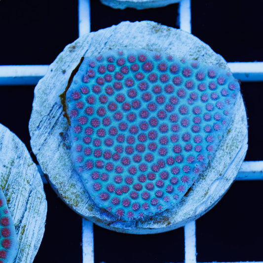 PolypPalooza Tyree Sand Dollar Porites #4