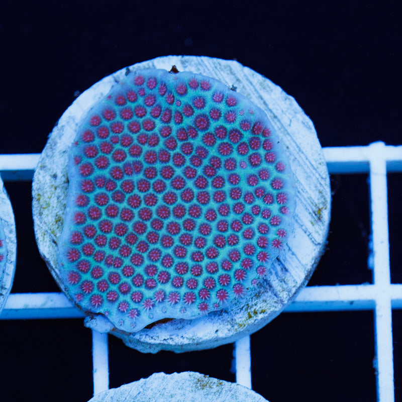 PolypPalooza Tyree Sand Dollar Porites #5