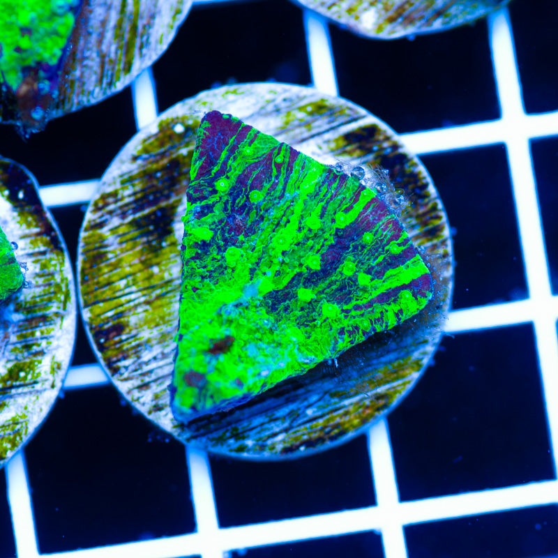 PolypPalooza Grafted Astreopora #5