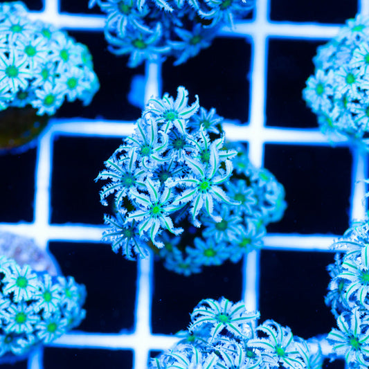 PolypPalooza Lazys Daisies Pipe Organ #8