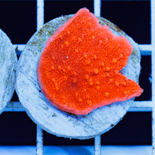 PolypPalooza Starburst Monti Cap #4