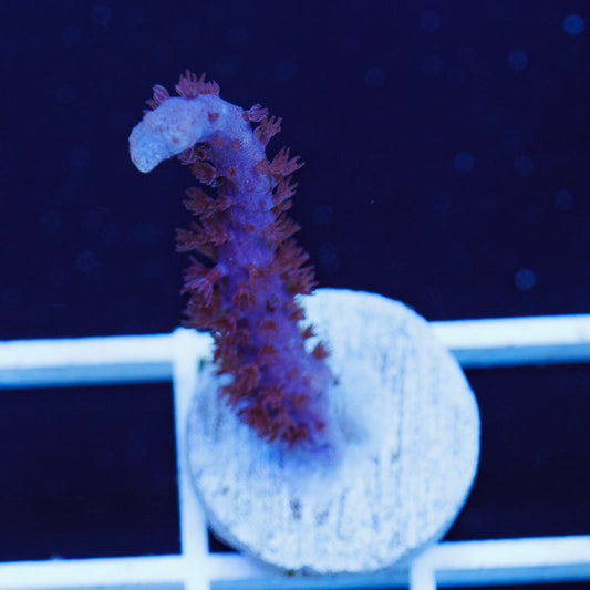 PolypPalooza CC Purple Sea Whip #1