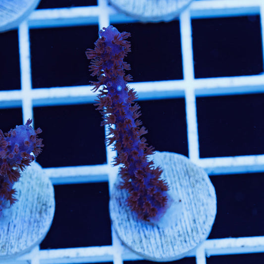 PolypPalooza CC Purple Sea Whip #4