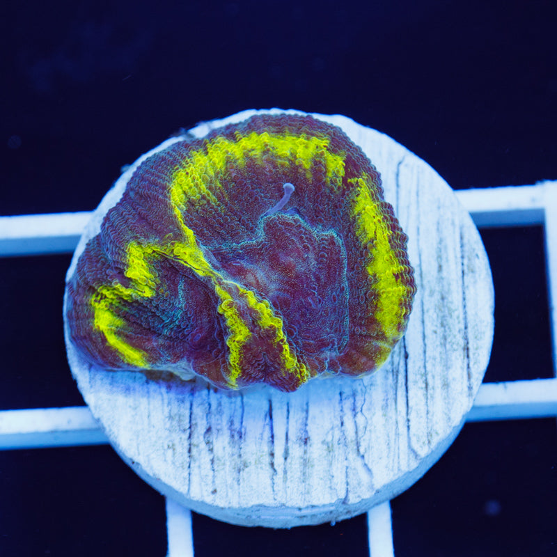 PolypPalooza Big Eye Favia #1