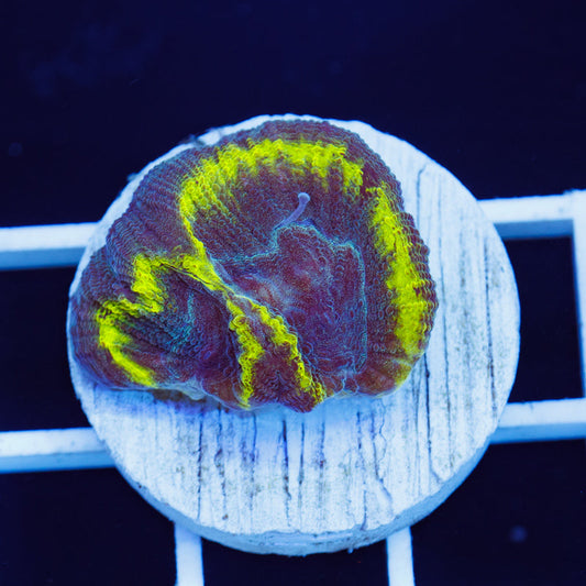 PolypPalooza Big Eye Favia #1