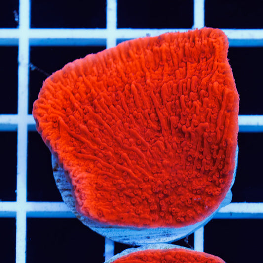 PolypPalooza CC Red Cap #2