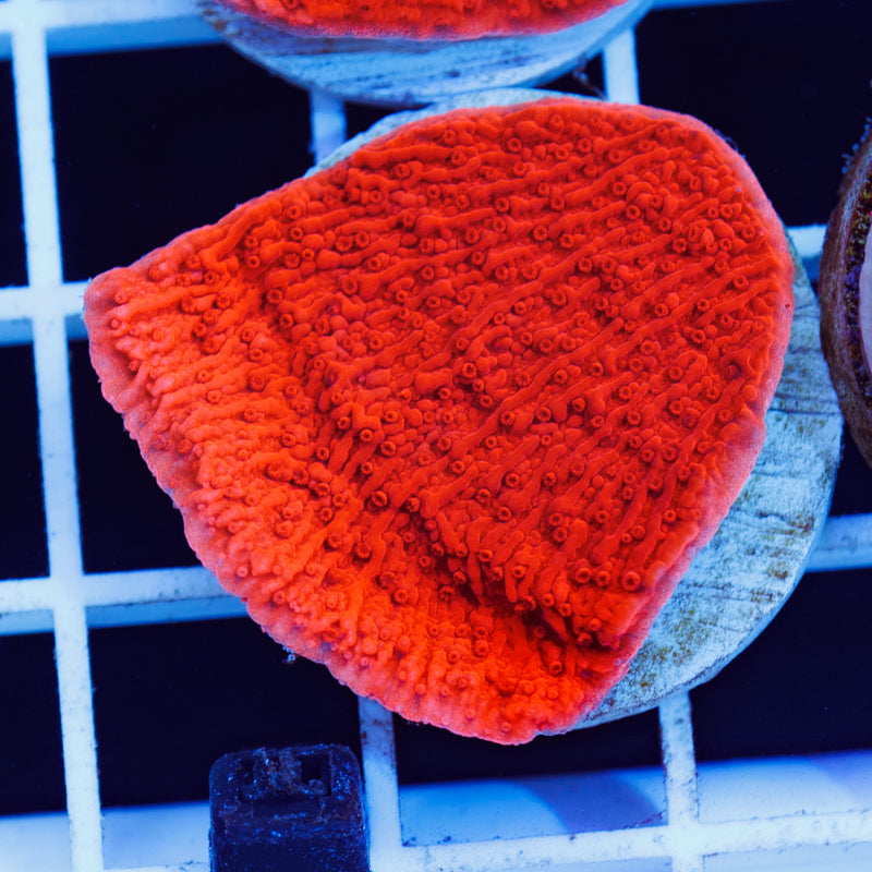 PolypPalooza CC Red Cap #3