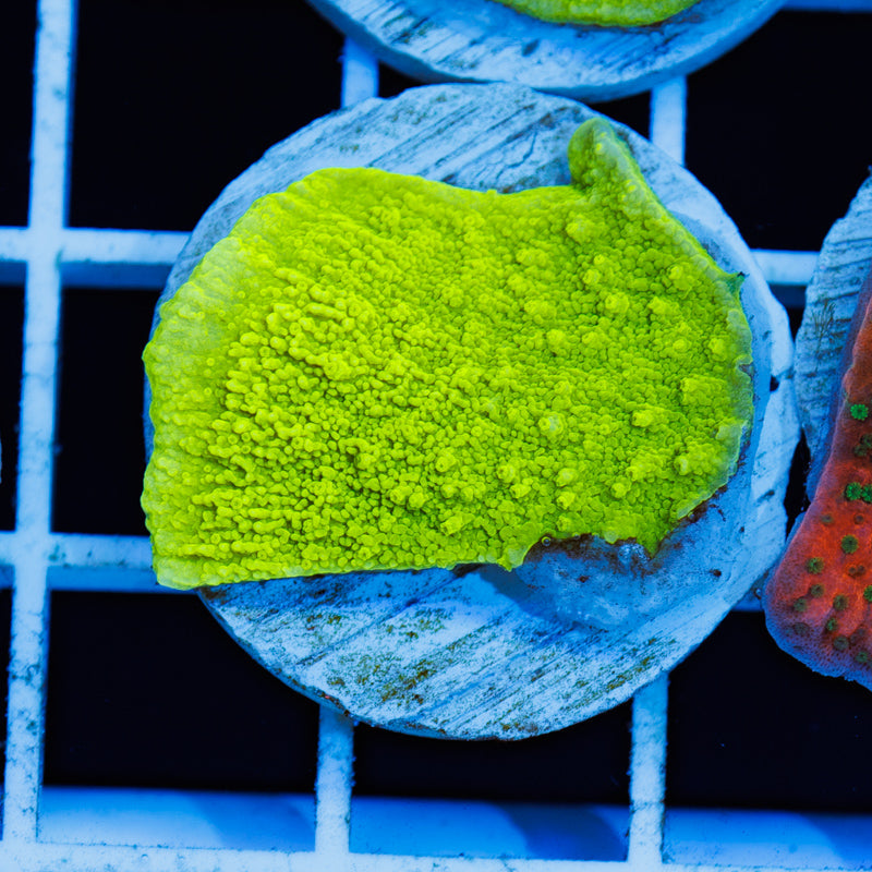 PolypPalooza Tyree Aequituberculata Monti Cap #3