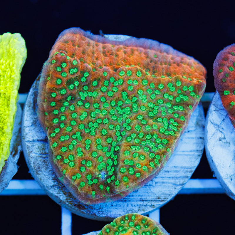 PolypPalooza CC Castaway Monti #1