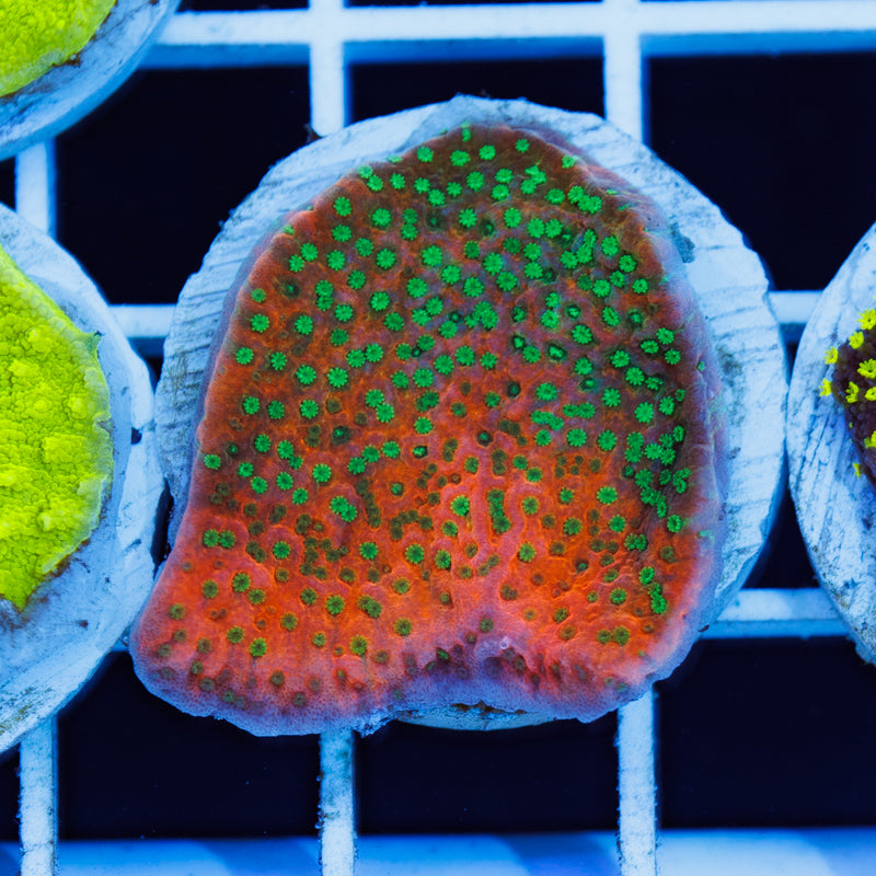 PolypPalooza CC Castaway Monti #3