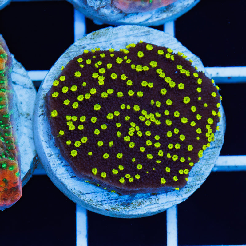 PolypPalooza TDF Electric Grape Monti #2