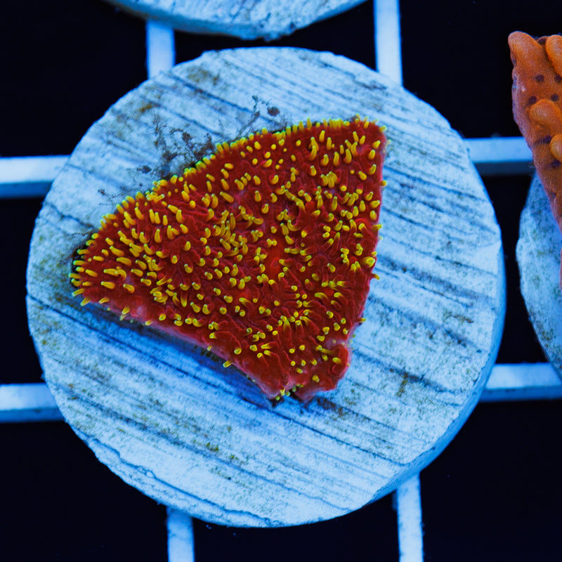 PolypPalooza JF Freak Hair Litho #2