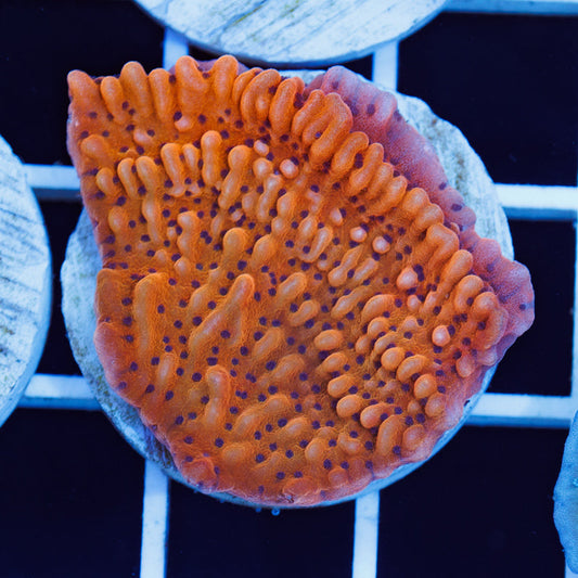 PolypPalooza JF Slowburn Monti #1