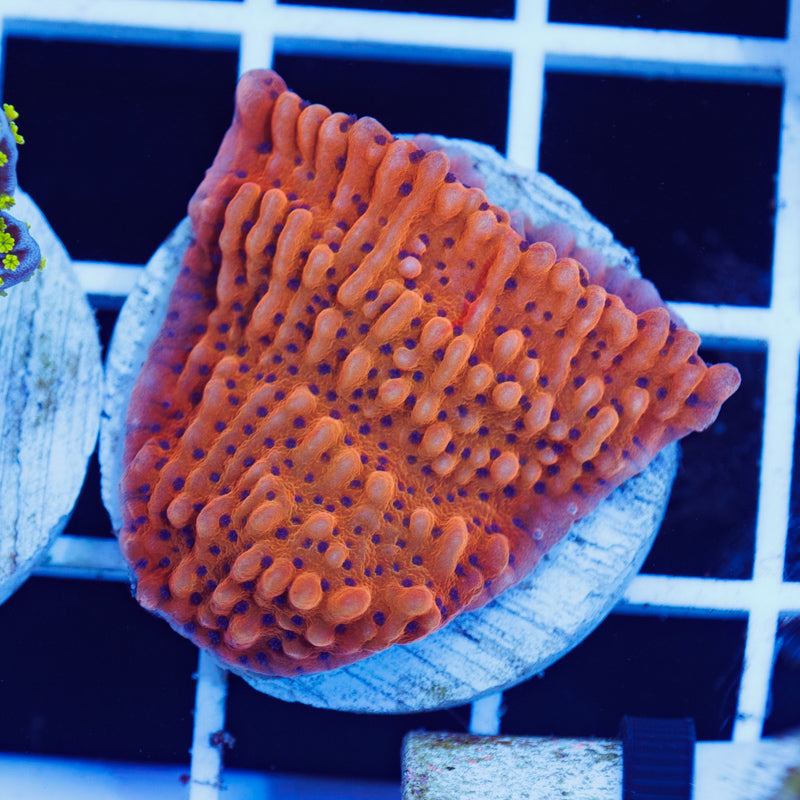 PolypPalooza JF Slowburn Monti #2