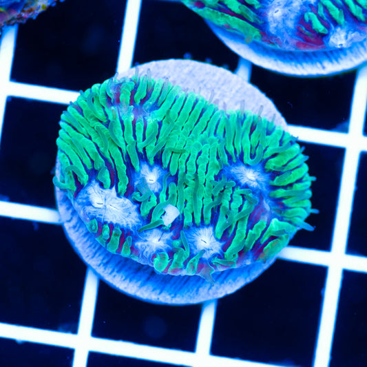 PolypPalooza CC Moon Mist Litho #3