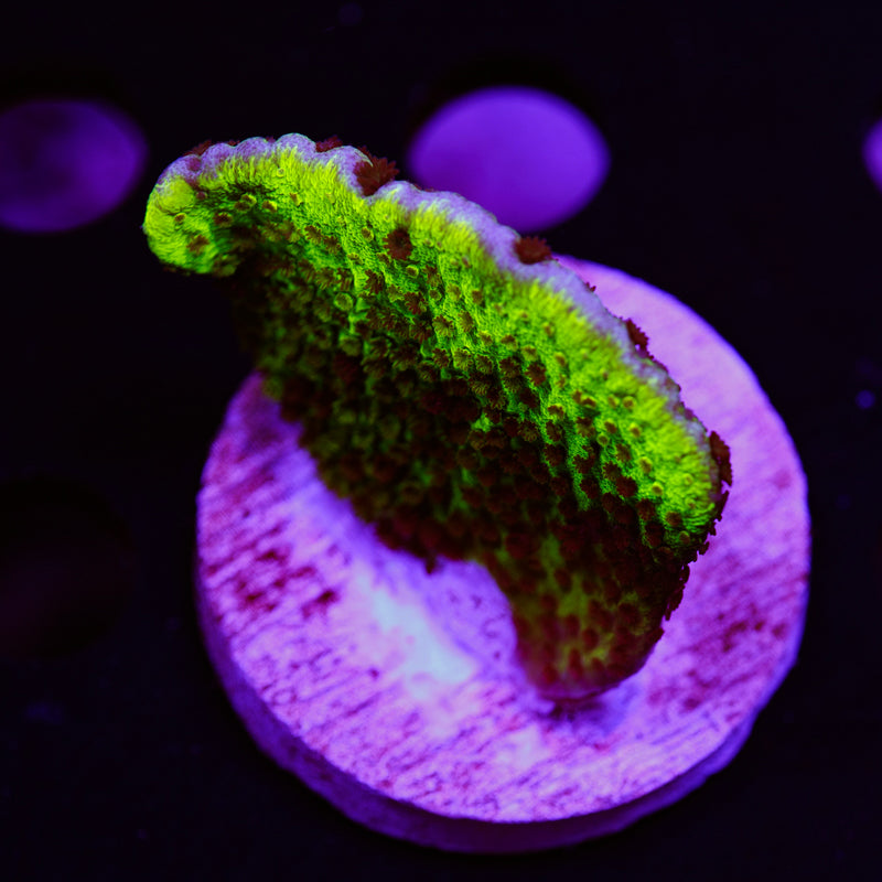 PolypPalooza ORA Spongodes Monti #2