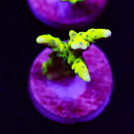 PolypPalooza Bioreef Anacropora #1