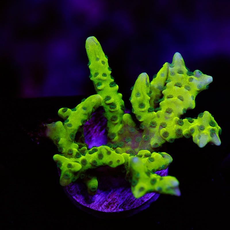 PolypPalooza Bioreef Anacropora #3